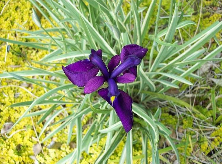 1g Variegated Iris